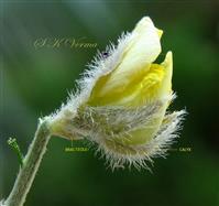  Flower- Calyx